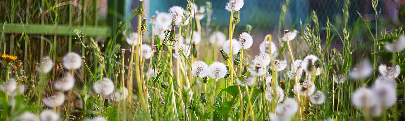 Dandelion seeds in field