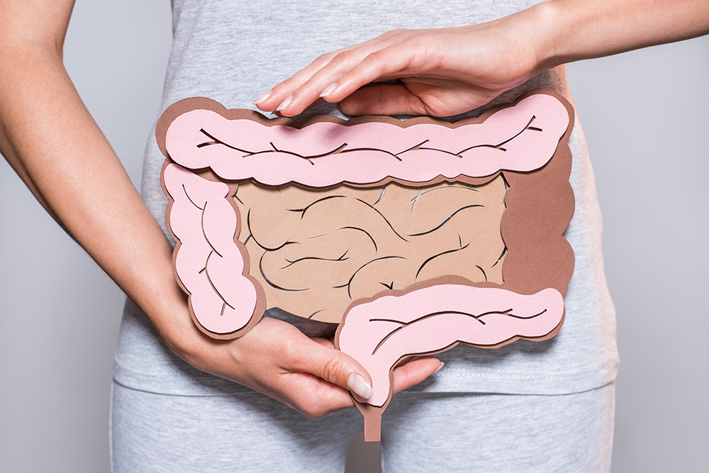 woman holding model of digestive system over gut