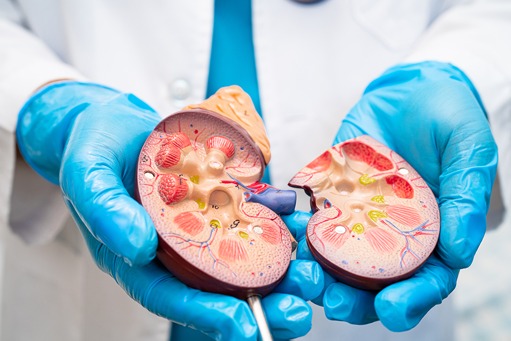 model of the kidney
