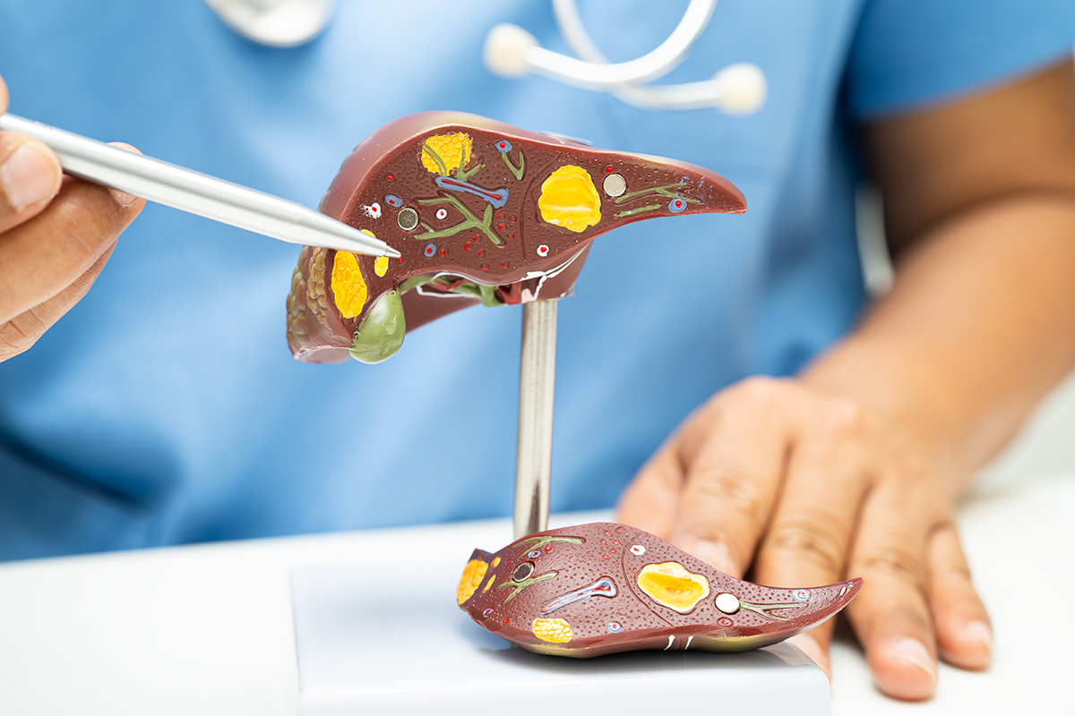 doctor with model of liver