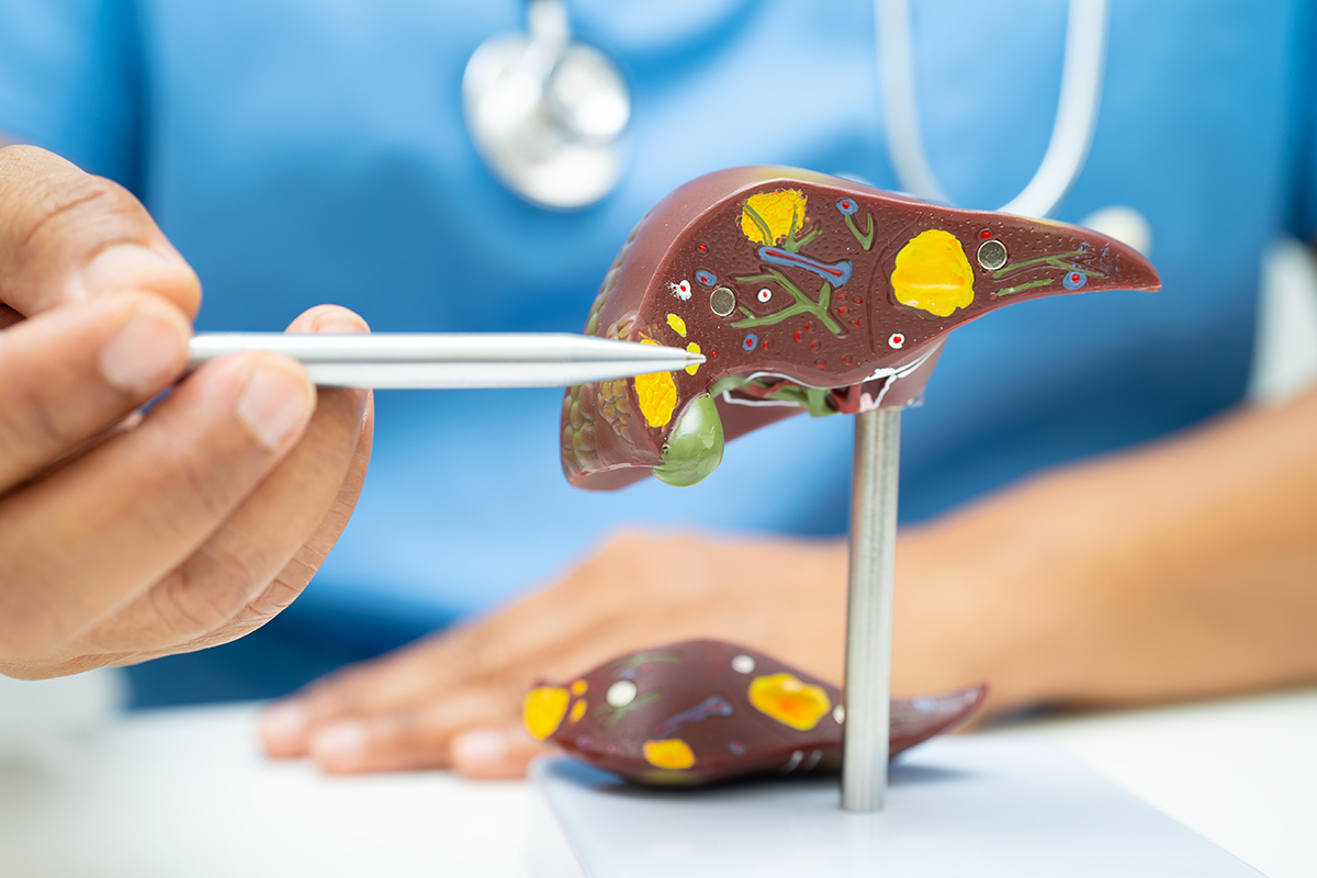 doctor with a model of the liver