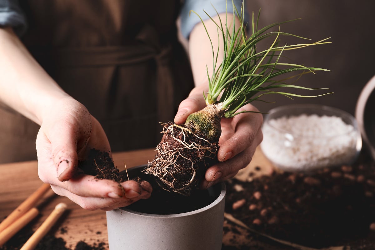 plant roots