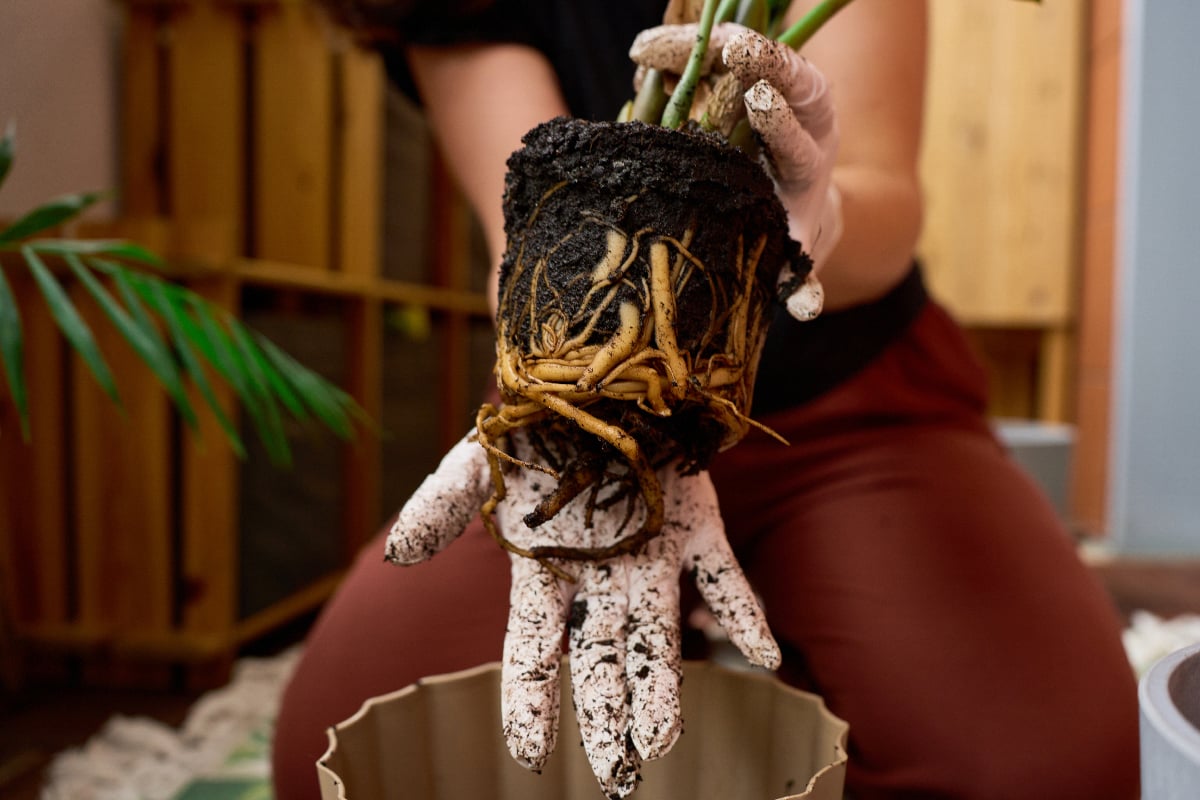 woman holding plant roots for root cause